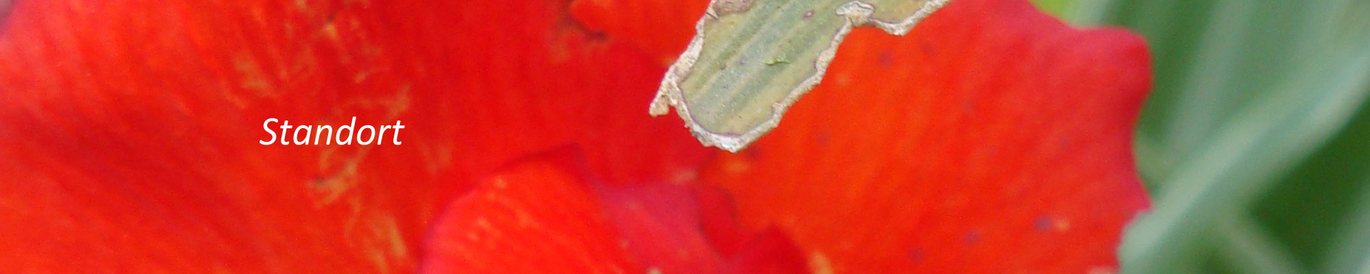 Standort der psychotherapeutischen Praxis Bern